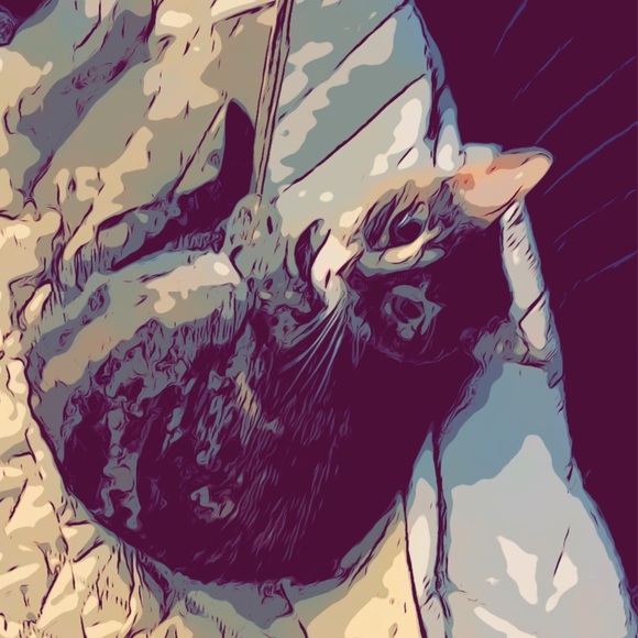 Meet your Posher, CherVenus Sunshine & Hudson - Picture 3 of 10